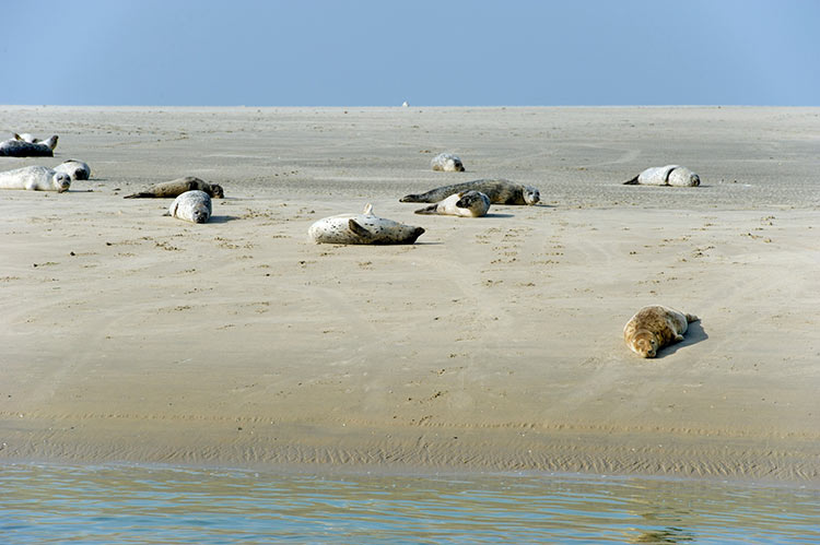 Insel Ameland - Robbenfahrt 