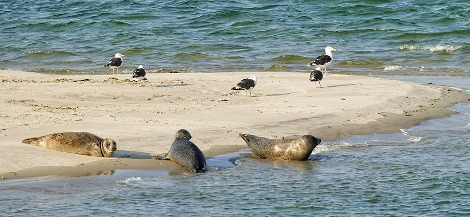 Ausflugsziele rund um Ameland